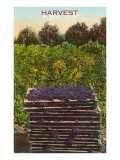 Harvest  Flats of Grapes