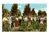 Raisin Vineyard  Fresno  California