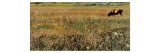 Roman Landscape