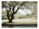 Soft Light I