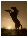 Rearing Horse Silhouette