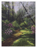 Spring Woods