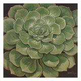 Succulent I