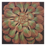 Succulent II