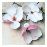 Magnolia Diva II
