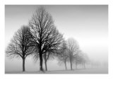 Winter Trees III