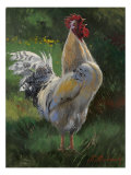 White And Yellow Rooster