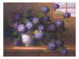 Hydrangea Blossoms ll