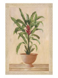 Potted Palm II