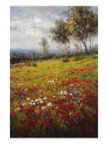 Wildflowers