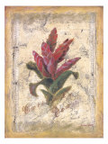 Bromelia
