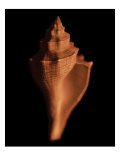 Proteus Shell XII