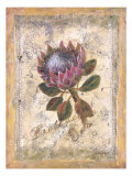 Protea