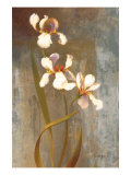 Iris Rhythms