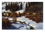 Winter Range Elk