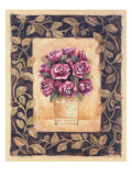 Cabbage Rose