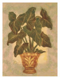 Elephant Ear Palm
