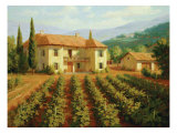 Tuscan Vineyard