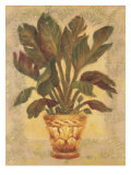 Banana Palm