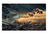 Yellowstone Grizzlies