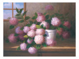 Hydrangea Blossoms l