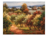 Sun Dappled Country Road