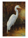 Evening Egret