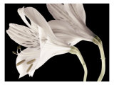 Lily II