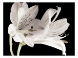 Lily I
