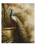 Regal Peacock