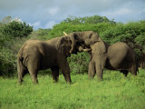Two African Elephants Greeting  Kruger National Park  South Africa  Africa