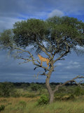 Cheetah in a Tree  Kruger National Park  South Africa  Africa
