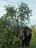 African Elephant  Kruger National Park  South Africa  Africa