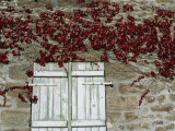 Red Creeper around Shutters on a Stone House in the Rhone Alpes in France  Europe