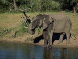 African Elephant on the Edge of Water  Kruger National Park  South Africa  Africa