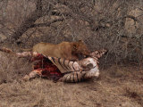 Lion with Prey  Kruger Park  South Africa  Africa