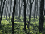 Tapping a Rubber Tree  West Province  Sri Lanka