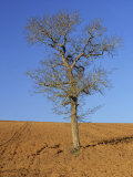 Single Bare Tree in a Field Near Irancy  in Burgundy  France  Europe