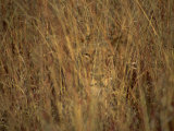 Portrait of a Lioness Hiding and Camouflaged in Long Grass  Kruger National Park  South Africa