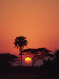 Tranquil Scene of Trees Silhouetted Against the Sun at Sunset  Okavango Delta  Botswana  Africa
