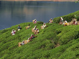 Women Tea Pickers on the Bunyan Estate Beside Lake Maskeliya in Sri Lanka
