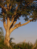 Leopard in a Tree  Okavango Delta  Botswana  Africa