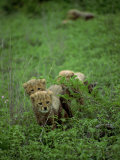 Small Group of Cheetah Cubs  Kruger National Park  South Africa  Africa