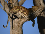 Leopard in Tree  Okavango Delta  Botswana  Africa