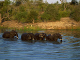 Small Group of African Elephants in Water  Kruger National Park  South Africa  Africa