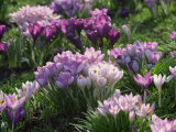 Clumps of Mauve Crocus Flowers in Spring