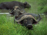 Close-Up of Head of Cape Buffalo  Kruger National Park  South Africa  Africa