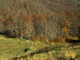 Landscape of Woods in the Autumn  Near Salers  Cantal  in the Auvergne  France  Europe