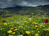 Spring Wild Flowers with Hills in the Background at Apollon  on Naxos  Cyclades Islands  Greece
