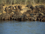 Herd of Cape Buffalo Drinking at a Water Hole  Kruger National Park  South Africa